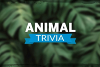 Animal Trivia img